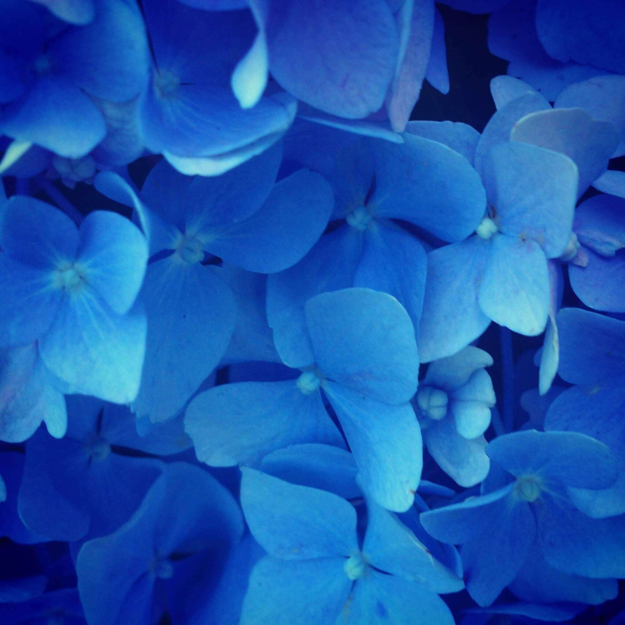 Blue! Blue!